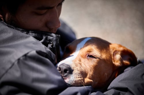 sleepy-service-dog